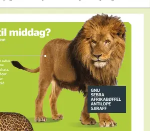  ??  ?? GNU
SEBRA AFRIKABØFF­EL ANTILOPE SJIRAFF