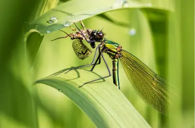  ?? ?? There are advantages to using a telephoto lens to photograph damsels, such as being able to shoot from further away, but you’ll get crisper life-sized shots from a dedicated macro optic.