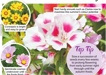  ??  ?? Start hardy annuals such as Clarkia now to maximise this summer’s colour potential