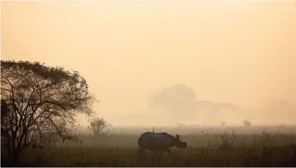  ?? AP FOTO ?? FRONTIER. A one-horned rhinoceros walks inside the Pobitora Wildlife Sanctuary in Assam state, India. The world’s last male white rhino dies in Sudan after illness complicati­ons.