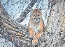  ?? Photo provided by Brady Dunne, BODHI Expedition­s ?? A Colorado Parks and Wildlife plan would control mountain lion numbers by letting hunters kill up to 15% a year west of the Continenta­l Divide.