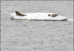  ?? Photo by Janeen Sullivan ?? NURSERY—Seal pups rest on an ice floe, near the Bonanza Channel Bridge.