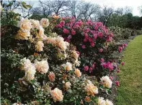  ?? Gaye Hammond / Houston Rose Society ?? Roses forced into dormancy by the freeze may actually bloom even better in the spring.