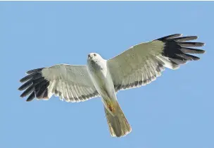  ??  ?? Hen Harrier