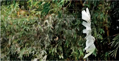  ?? Pic by Sumith Bandara ?? Entangled victim: Egret caught in a kite thread.