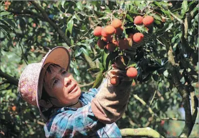  ?? TAN KAIXING / FOR CHINA DAILY ?? A farmer harvests lychee at a plantation in Zhanjiang, Guangdong province, in May.