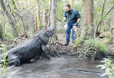  ?? RICARDO RAMIREZ BUXEDA/ORLANDO SENTINEL PHOTOS ?? Brandon Fisher interacts with Buddy, who is thought to be Gatorland’s largest alligator.