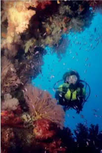  ??  ?? Fiji has some of the finest soft-coral dive sites on the planet. Below: Cook your own meal in a bamboo shoot at Nanuku Auberge Resort.