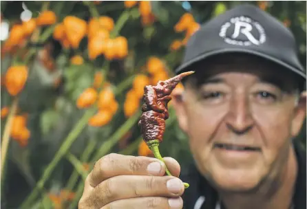  ?? BRADEN FASTIER/STUFF ?? Troy Dando, of Rata Farms, with a seriously hot Chocolate Primotalii chilli.