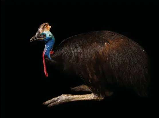  ?? (JOEL SARTORE) ??