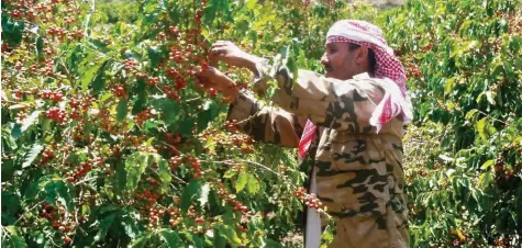  ?? ⬛ أرشيفية ?? تراجع إنتاج القهوة اليمنية إلى النصف تقريبا.
