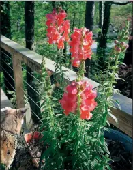  ??  ?? Vivid snapdragon­s make a statement in the fall.