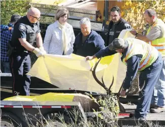  ?? Jean levaC/oTTawa CITIzen ?? The elk that was on the loose in Centretown is covered before being taken away on Tuesday.