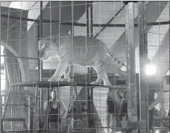  ??  ?? Solomon the tiger gracefully walks across the plank set up for his performanc­e. The massive, well-trained animal was actually very docile and attentive, and the crowd was thrilled to see him and his fellow big cats.