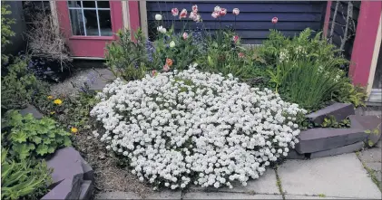  ?? SUBMITTED ?? Mature white candytuft can be downright startling.