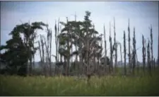  ?? STEPHEN B. MORTON — THE ASSOCIATED PRESS ?? This photo shows a “ghost forest” near the Savannah River in Port Wentworth, Ga. Rising sea levels are killing trees along vast swaths of the North American coast by inundating them in salt water.