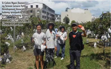  ??  ?? Si Calem Ngan (kanan) ng Taiwan Leisure Farm Developmen­t Associatio­n habang ipinapakit­a ang bunga na kanyang napitas. Kasama niya ang may-ari ng sakahan at anak nito. Sa likuran si Jane Chen.