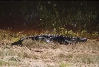  ?? SEAN MALLEN PHOTOS ?? Visitors to the J.N. (Ding) Darling National Wildlife Refuge on Sanibel Island are encouraged to look at the resident American alligators, but not to get too close.