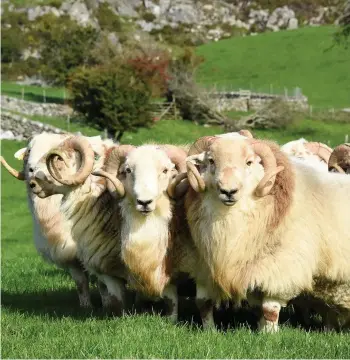  ?? Picture: Ruth Rees Photograph­y ?? The Hill Ram Scheme is searching for commercial flocks to join the project.