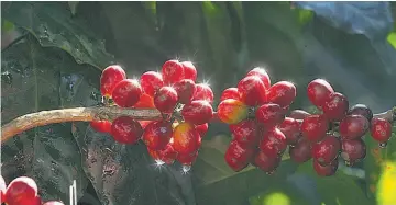  ??  ?? Cultivo del café. En El Salvador se siembra café en las seis cordillera­s de montañas que hay en el territorio.