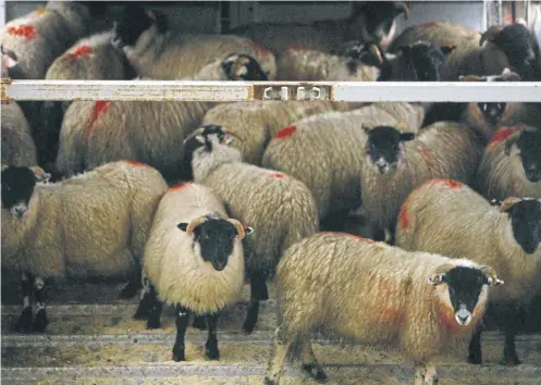 ?? ?? It is no longer necessary to send farm animals on long, distressin­g journeys