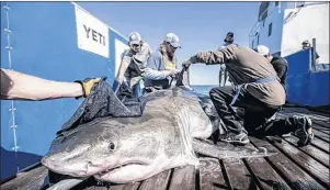  ?? CP/HO, ROBERT SNOW, OCEARCH ?? A shark known as “Hilton” is seen in this undated handout photo taken at Hilton Head, South Carolina.