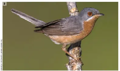  ??  ?? 2 Male Western Subalpine Warbler (Provence, France, 3 July 2016). Just as with the bird in image 1, this individual shows wholly orange-hued underparts with no obvious contrast between the throat/upper breast and the rest of the underparts. Other pro-Western Subalpine features are a relatively weak white submoustac­hial stripe and a short primary projection. Of course, the French location provides further confidence in the identifica­tion.