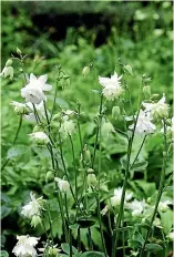  ?? JULIA ATKINSON-DUNN ?? Julia Atkinson-dunn’s garden features a range of aquilegia encompassi­ng blues, pinks, whites, yellows and reds.