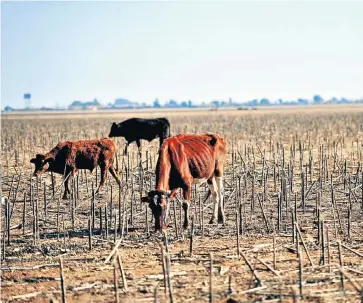  ?? Picture: GALLO IMAGES ?? BONE DRY: Scrawny cattle graze on stalks in Delareyvil­le, in North West, a province badly hit by drought