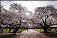  ?? AP/ELAINE THOMPSON ?? People walk past cherry blossoms Tuesday, the first day of spring, that are bursting forth from 80-year-old trees at the University of Washington in Seattle.