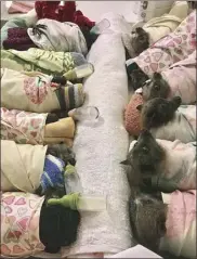  ?? Jackie Maisey photo via AP ?? Grey-headed Flying Fox bats are shown prepared for a feeding at the Uralla, Australia, home of volunteer Jackie Maisey. The bats are swaddled in flannel wraps similar to those being made by thousands of crafters worldwide who are creating items for wildlife injured in the Australian brush fires. Some animal rescue groups, however, say monetary donations are needed more.