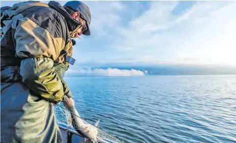  ?? FOTOS: CHRISTIAN FLEMMING ?? Die Berufsfisc­her, wie der Wasserburg­er Klaus Schmid, fischen immer weniger Felchen und weichen deshalb unter anderem auf Zander aus.