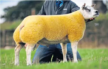  ?? ?? Kenny’s Golden Balls also beat the previous record of 4,500gns, selling for 5,800gns.