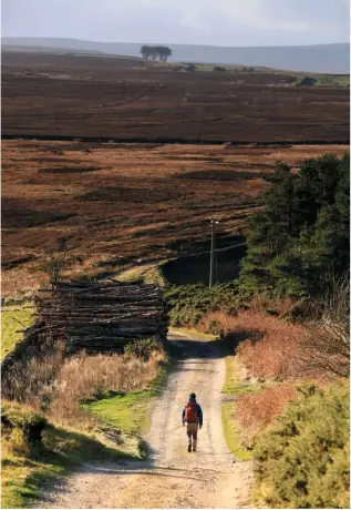  ??  ?? Look for Weardale’s Elephant Trees silhouette­d against bleak Pennine moorland managed for grouse shooting. ARBOREAL LOOKALIKES