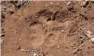  ?? Photograph: Damian Carrington for the Guardian ?? Lion paw-print in Limpopo national park,Mozambique.