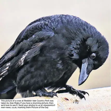  ??  ?? This picture of a crow at Reddish Vale Country Park was taken by Alan Rigby If you have a stunning picture, then we’d love to see it. Send your photos to us at viewpoints@ men-news. co.uk, marking them Picture of the Day
