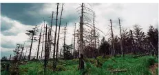  ?? FOTO: SCHUTT/DPA ?? Berliner Forscher warnen vor einem neuen Waldsterbe­n.