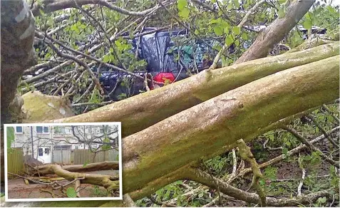  ?? ?? ● One of the two Vauxhall Zafiras hit by the tree in Runcorn was scratched while the other was unscathed and (inset) smashed fence panels and the upturned trunk on Plantation Close in Castlefiel­ds, Runcorn