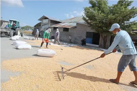  ?? BT CORN. (Ian Ocampo Flora) ?? Farmers from Barangay San Pablo in Santa Ana town take advantage of the heat of the early morning March sun to dry thousands of kernels their latest corn harvest. These cacillus thuringien­sis (Bt) corn will be sold to animal feed processing plants in Mexico town.