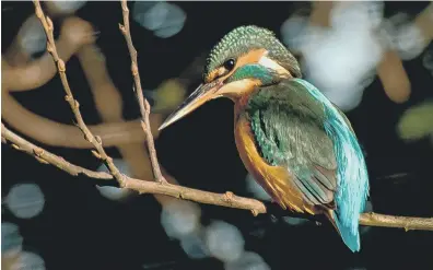  ?? PHOTO: DAVE STANDLEY ?? Branching Out, Dave Standley’s winning photo from Chichester Ship Canal Trust’s 2020 competitio­n Branching Out, Dave Standley’s winning photo from Chichester Ship Canal Trust’s 2020 competitio­n