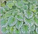  ?? [WALTERS GARDENS] AT HOME EDITOR ?? Emerald Mist, a cultivar of brunnera, boasts heart-shaped leaves.