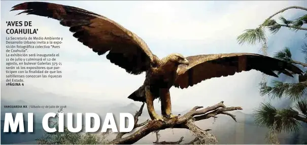  ??  ?? La Secretaría de Medio Ambiente y Desarrollo Urbano invita a la exposición fotográfic­a colectiva “Aves de Coahuila”. La exhibición será inaugurada el 11 de julio y culminará el 12 de agosto, en bulevar Galerías 375-2; serán 16 los expositore­s que...