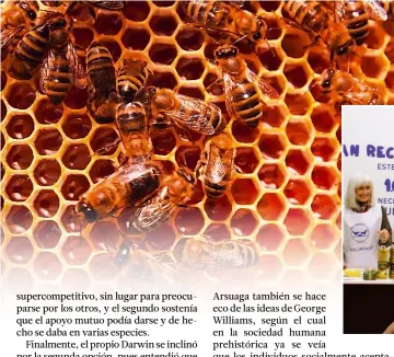  ??  ?? A la izquierda, una colmena de abejas, donde las obreras se sacrifican por la reina. Abajo, campaña de recogida del Banco de Alimentos en Madrid. Pese a la crisis, estas donaciones han aumentado espectacul­armente en los últimos años.