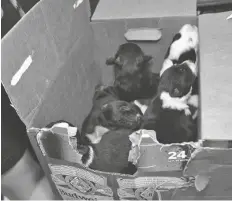  ?? FOTO CORTESIA ?? PERRITOS ABANDONADO­S, Humana de Yuma ya en custodia de la Sociedad