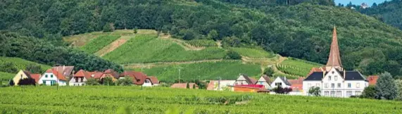  ??  ?? Campagne rigogliose e case a graticcio: ecco il paesaggio
alsaziano.