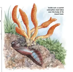  ??  ?? Inside out: a scarlet caterpilla­r-club takes over the body of its insect host.