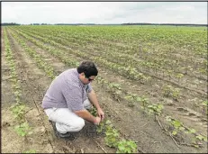  ?? BRANT SANDERLIN / AJC ?? Matt Coley checks a cotton plant in a field he farms with his dad, Chuck Coley, in Vienna. Technologi­cal advances are helping produce higher yields.