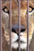  ??  ?? In this photo taken last year, a lion rescued from a circus peers from inside a cage on the outskirts of Lima, Peru. The feline was one of 33 lions rescued from circuses in Peru and Colombia, and were heading back to their homeland to live out the rest...