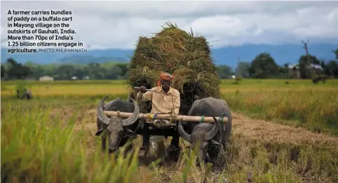  ?? PHOTO: ANUPAM NATH ?? A farmer carries bundles of paddy on a buffalo cart in Mayong village on the outskirts of Gauhati, India. More than 70pc of India’s 1.25 billion citizens engage in agricultur­e.