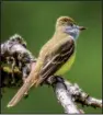  ?? Special to the Democrat-Gazette/ VIC PRISLIPSKY ?? Great crested flycatcher